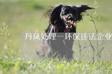 丹凤处理一环保违法企业 丹凤处理一环保违法企业