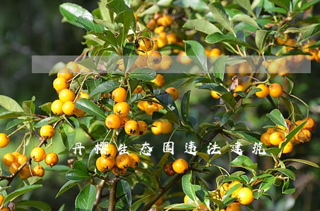 丹樱生态园违法建筑 丹樱生态园违法建筑