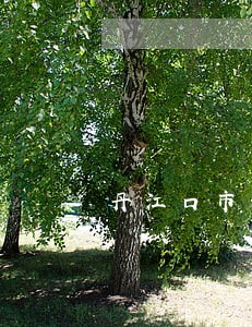 丹江口市环境污染在线律师咨询 丹江口市环境污染在线律师咨询