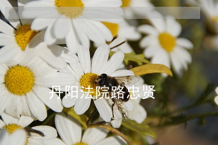 丹阳法院路忠贤 丹阳法院路忠贤