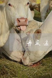 丹风法律咨询 丹风法律咨询