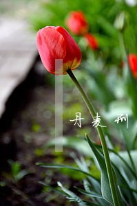 丹麦刑法全文 丹麦刑法全文