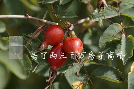 为了两三百万房子离婚 为了两三百万房子离婚