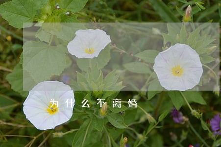 为什么不离婚 为什么不离婚
