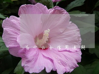 为什么会信用逾期