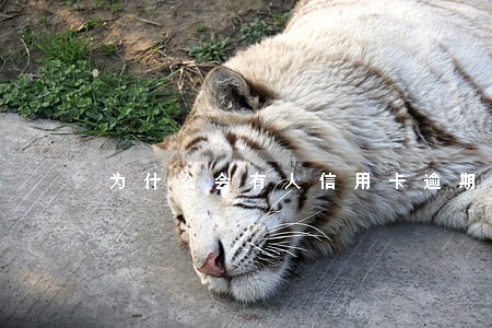 为什么会有人信用卡逾期 为什么会有人信用卡逾期