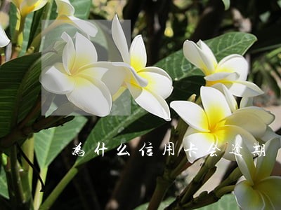 为什么信用卡会逾期
