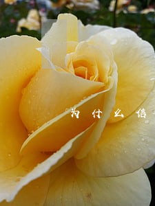为什么信用卡有逾期就不能贷款