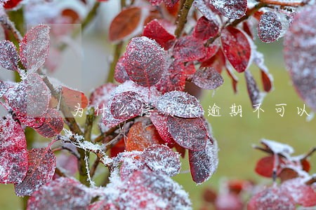 为什么信用卡逾期不可以分期还 为什么信用卡逾期不可以分期还