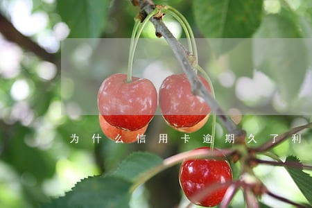 为什么信用卡逾期久了利息不加