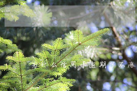 为什么信用卡逾期了不涨息了