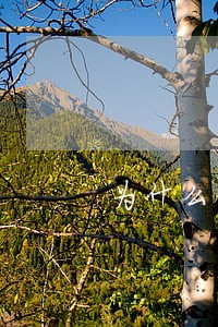 为什么信用卡逾期后自动还款