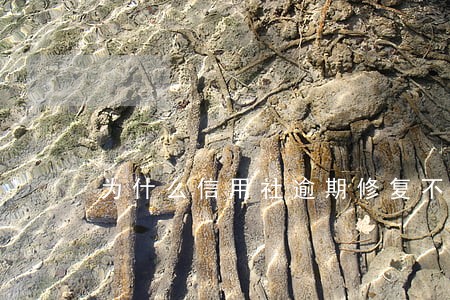 为什么信用社逾期修复不了 为什么信用社逾期修复不了