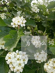 为什么做婚姻家事律师 为什么做婚姻家事律师