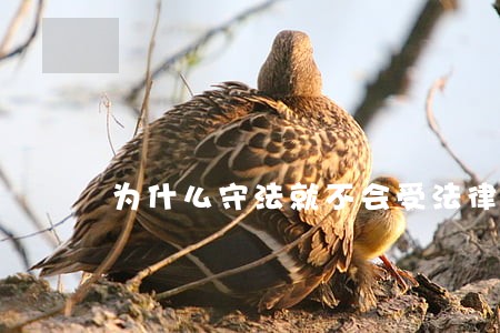 为什么守法就不会受法律的追究 为什么守法就不会受法律的追究