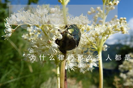 为什么律师那么多人都是赚钱的 为什么律师那么多人都是赚钱的