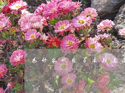 为什么我发百度知道没有违法规范 为什么我发百度知道没有违法规范