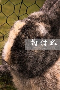 为什么我赢了律师还让我上诉 为什么我赢了律师还让我上诉