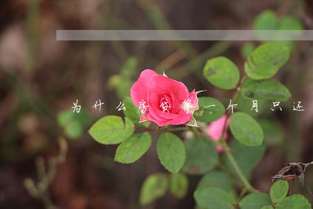 为什么房贷第一个月只还本金呢 为什么房贷第一个月只还本金呢