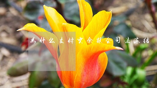 为什么支付宝余额会司法冻结 为什么支付宝余额会司法冻结