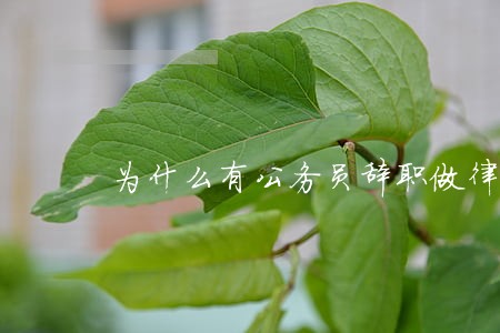 为什么有公务员辞职做律师