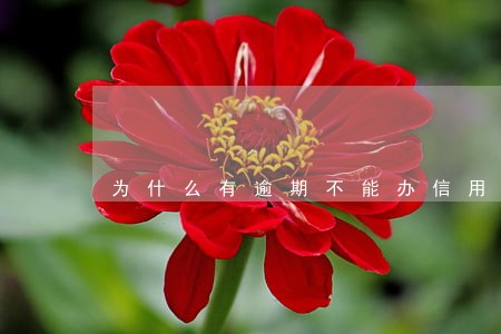 为什么有逾期不能办信用卡 为什么有逾期不能办信用卡