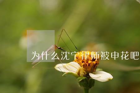 为什么沈宁律师被申花吧给封了
