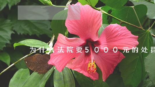 为什么法院要5000元的处罚金 为什么法院要5000元的处罚金