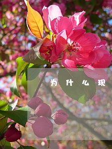 为什么现在嫖娼违法 为什么现在嫖娼违法