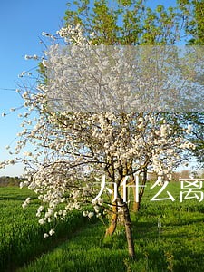 为什么离婚的男人跟着后妈 为什么离婚的男人跟着后妈