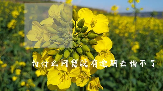 为什么网贷没有逾期去借不了 为什么网贷没有逾期去借不了