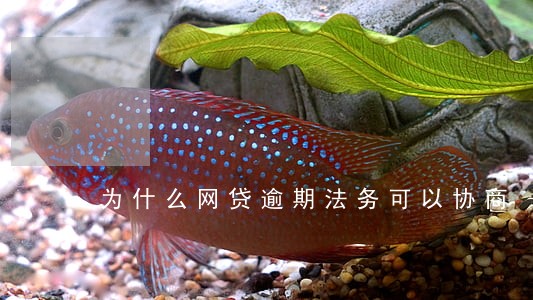 为什么网贷逾期法务可以协商 为什么网贷逾期法务可以协商
