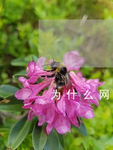 为什么网贷逾期都不直接起诉 为什么网贷逾期都不直接起诉