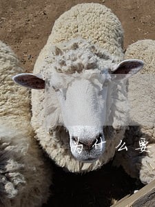 为什么要择日宣判