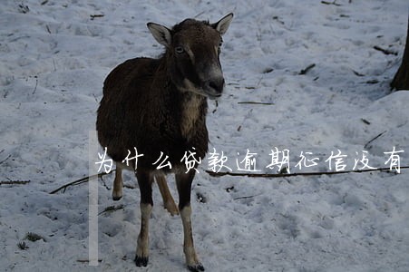 为什么贷款逾期征信没有显示 为什么贷款逾期征信没有显示