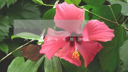 为什么跑车不算违法