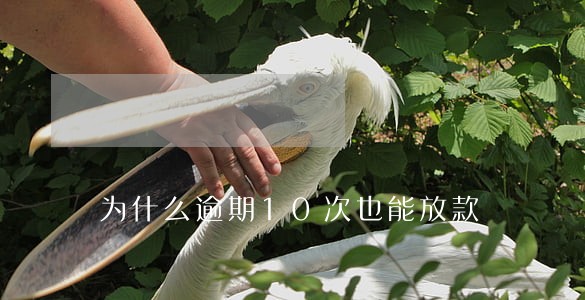 为什么逾期10次也能放款 为什么逾期10次也能放款