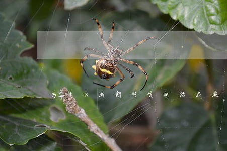 为什么逾期网贷电话五花八门 为什么逾期网贷电话五花八门