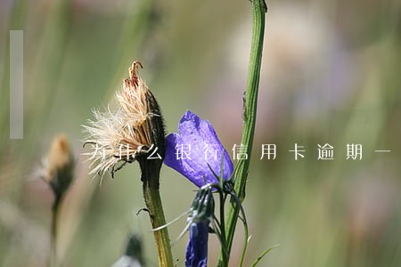 为什么银行信用卡逾期一个月 为什么银行信用卡逾期一个月