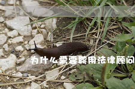 为什么需要聘用法律顾问