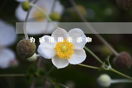为何信用卡逾期 为何信用卡逾期