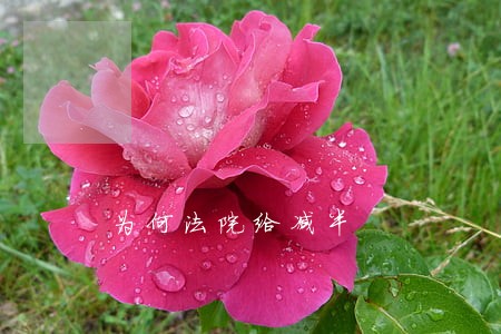 为何法院给减半 为何法院给减半