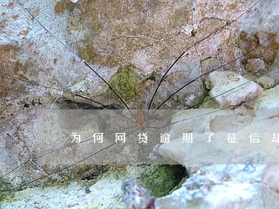 为何网贷逾期了征信却没有逾期
