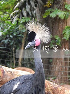 为何要从律师中选拔立法工作者 为何要从律师中选拔立法工作者