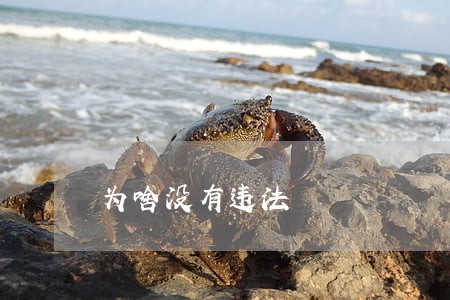 为啥没有违法 为啥没有违法