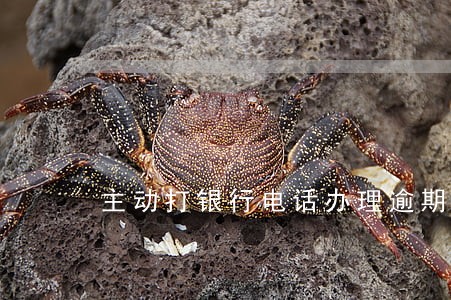 主动打银行电话办理逾期可以吗 主动打银行电话办理逾期可以吗
