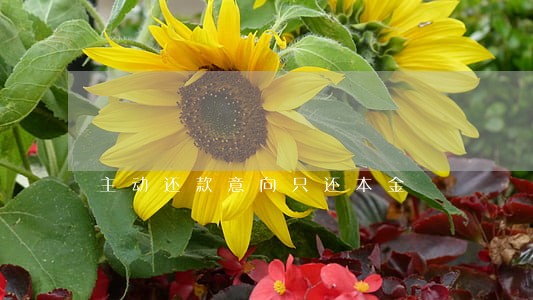 主动还款意向只还本金 主动还款意向只还本金
