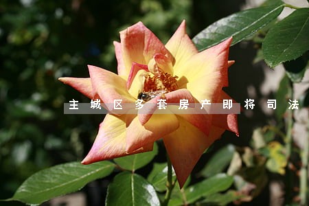 主城区多套房产即将司法拍卖 主城区多套房产即将司法拍卖