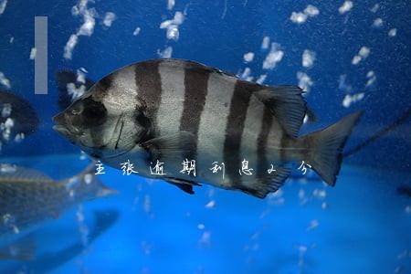 主张逾期利息2分