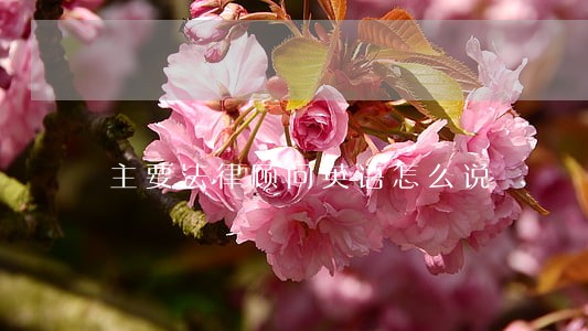 主要法律顾问英语怎么说 主要法律顾问英语怎么说